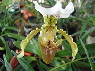 Marcador Orquídea Sapatinho - 100M - Flexarte