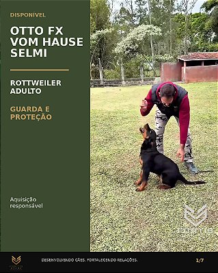 Otto FX Vom Hause Selmi — Rottweiler adulto formado