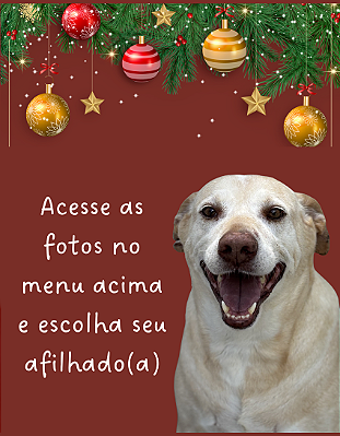 Nossos Cães