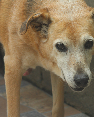 Leila-300 Anjos - 16 Anos
