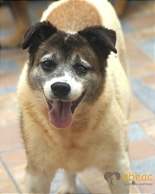 Sansão´-Raposo -14 anos