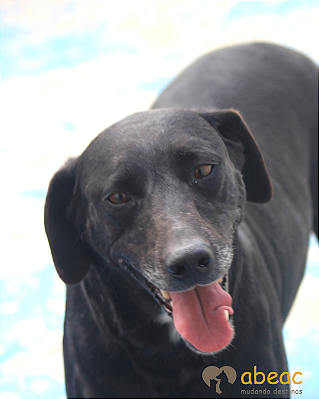 Astor-Bombom - 05 anos