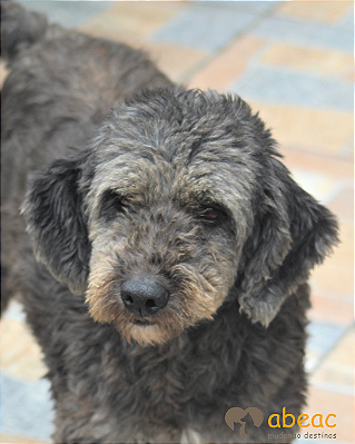 Billy-carapicuiba - 13 anos