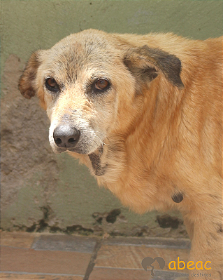 Felix-300 Anjos - 13 anos