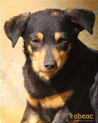 Polly-Embu - 11 anos