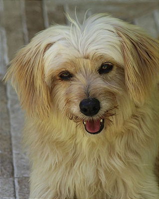 Pitico-Eve - 12 anos