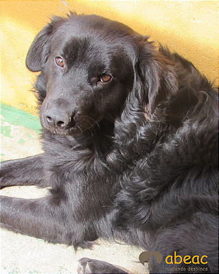 Uriel-300 Anjos - 15 anos