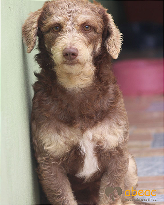 Floquinho-Embu - 09 anos