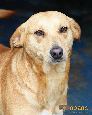 Paloma-Embu - 10 Anos