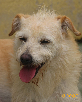 Cristal-Embu - 08 anos