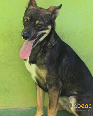 Lucy-Caucaia - 04 anos