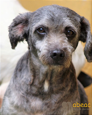 Tobias-Sr. Claudio - 13 anos