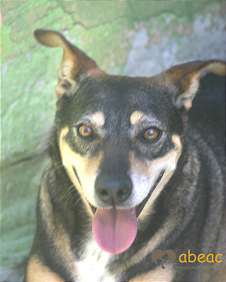 Babi-caucaia - 08 anos