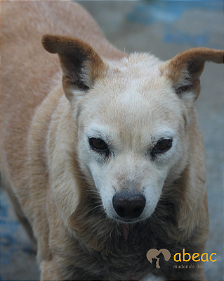 Inês-300 Anjos - 15 anos