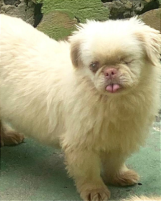 Alvim-mairiporã - 10 anos -*APADRINHADO*