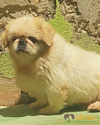 Barney-Mairiporã - 12 anos