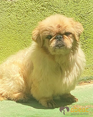 Boris-Mairiporã - 12 anos