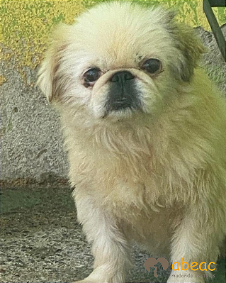 Estrela-Mairiporã - 12 anos