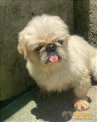 Fadinha-Mairiporã - 15 anos