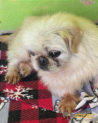 Floquinho-Mairiporã - 15 anos