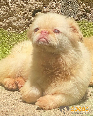 Milk-Mairiporã - 10 anos