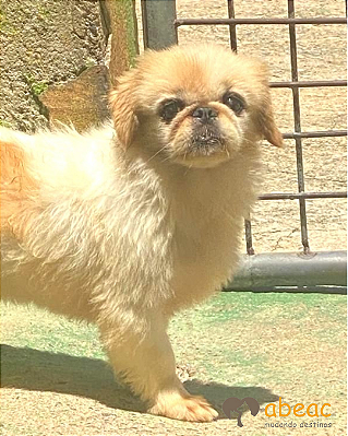 Penélope-Mairiporã - 08 anos