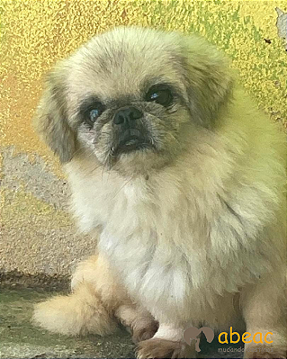 Pietro-Mairiporã - 08 anos