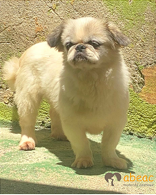 Puppy-Mairiporã - 08 anos