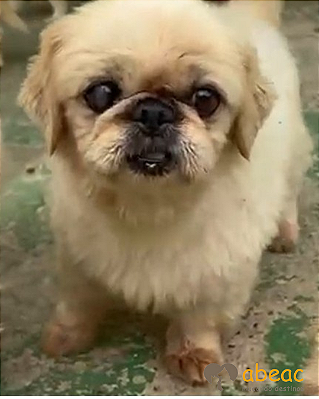 Scarlet-Mairiporã - 12 anos