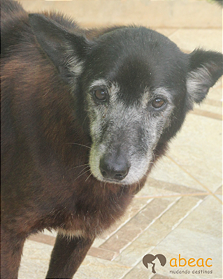 Boris-Ligia - 13 anos