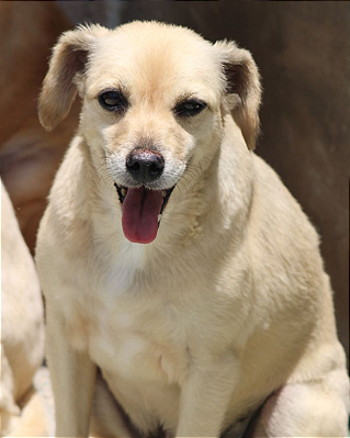 Babucha-Sr. Claudio - 11 anos