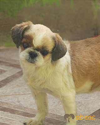 Benício-Eve - 10 anos