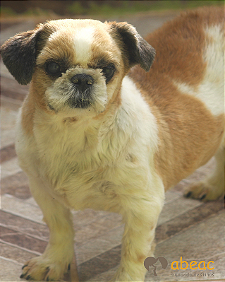 Benjamim-Eve - 10 anos