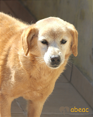 Caco-300 Anjos - 14 anos
