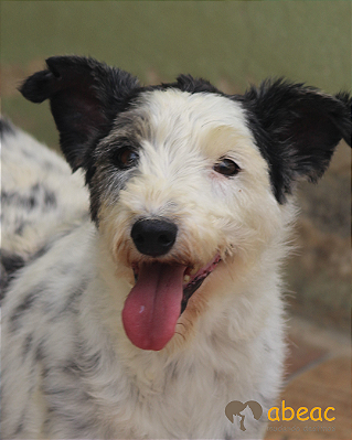 Nicky-parelheiros - 15 anos