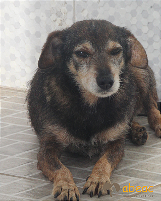 Paçoca-Rio - 12 anos