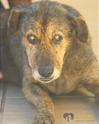 Gardênia-Inês - 12 anos