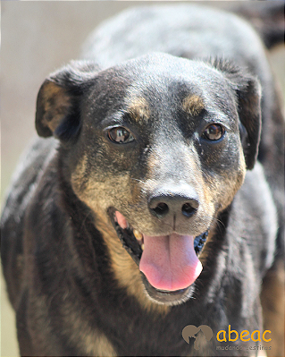 Hanna-300 Anjos - 11 anos