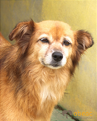 Surya-300 Anjos - 10 anos