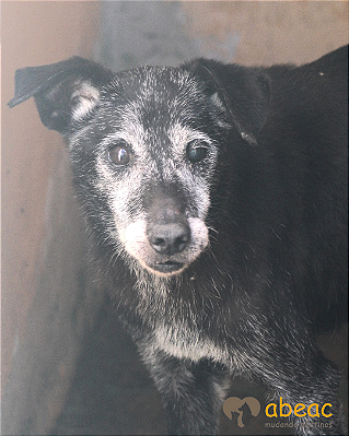 Julio-Aurora -16 anos *APADRINHADO*