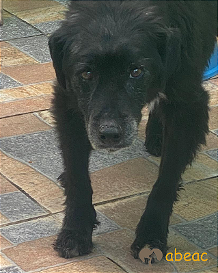 Nino-Angélica - 15 anos