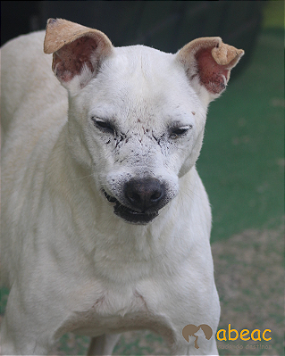 Sheik-Sr. Claudio - 13 anos