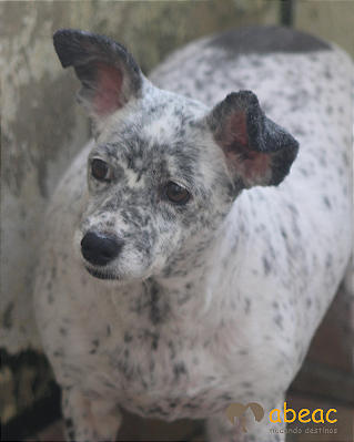 Mimosa-japonês - 12 anos