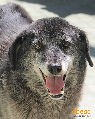 Tico-Aurora - 16 anos -*APADRINHADO*