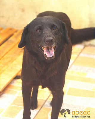 Amora-300 Anjos - 07 anos