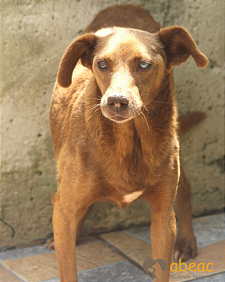 Aruska-Embu - 10 anos