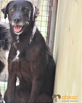 Bolt-Caucaia - 05 anos