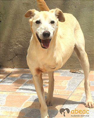 Bolt-Sr.Claudio - 07 anos