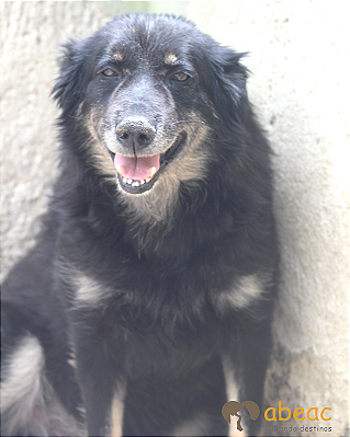 Boomer-Mirella - 11 anos