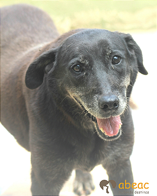 Charlotte - 300 Anjos - 11 anos